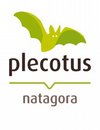 Plecotus